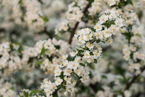 Beautiful spring blooming cherry tree, white flowers Stock Photos