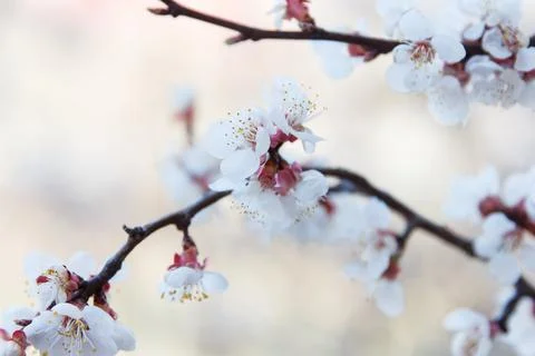 Beautiful spring blooming cherry tree, white flowers Stock-Fotos