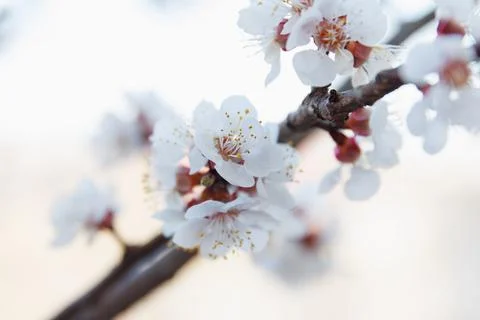 Beautiful spring blooming cherry tree, white flowers Stock Photos