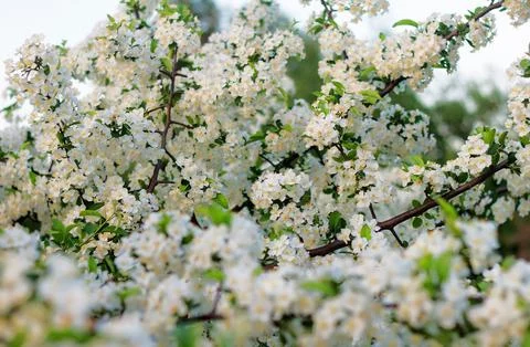 Beautiful spring blooming cherry tree, white flowers Stock Photos