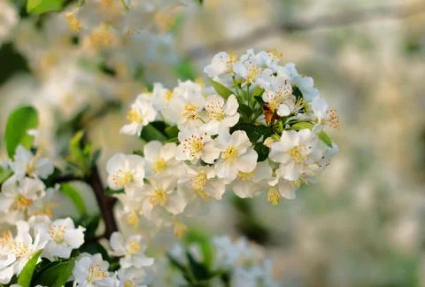 Beautiful spring blooming cherry tree, white flowers Stock Photos