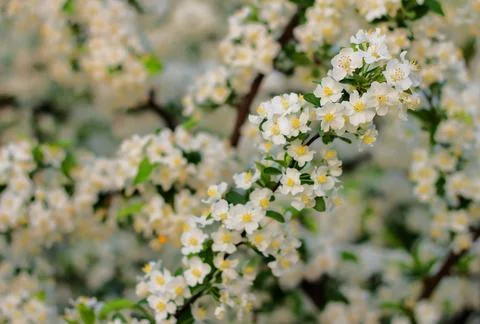 Beautiful spring blooming cherry tree, white flowers Stock Photos