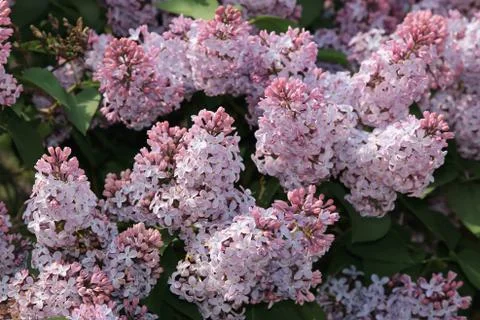 Beautiful spring blooming lilac creates a background of lilac flowers Stock Photos