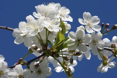 Beautiful spring blossom of apple cherry tree with white flowers Stock Photos