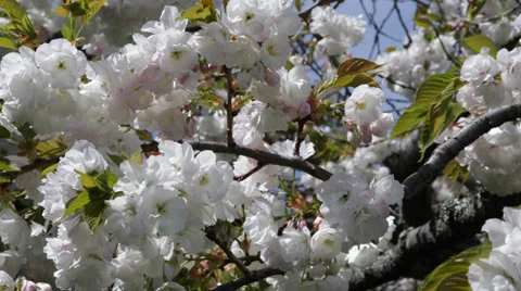 Beautiful Spring Blossom Cherry Tree White Flowers Floral Park Background Branch Stock Footage 35283538