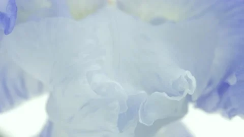 Beautiful Spring with blue Iris flower bud blooming timelapse, extreme close up Stock Footage 161909591