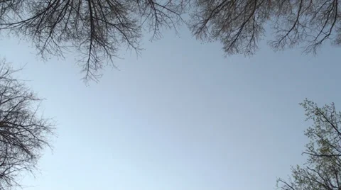 Beautiful Spring Blue Sky With Trees, Nature, Branches, Still Stock Footage 37027933