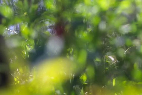 Beautiful spring blurred background. Forest landscape. Wild nature background. Stock Photos