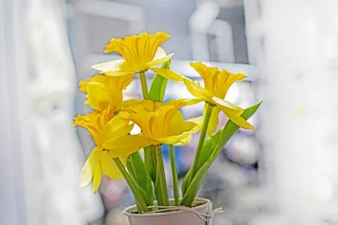 A beautiful spring bouquet of yellow daffodils on a light background 스톡 사진