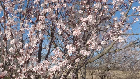 Beautiful spring branch in bloom on blue sky background Stock Footage 153132935
