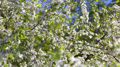 Beautiful spring branches of fruit tree 스톡 동영상 74831001