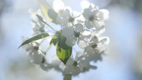 Beautiful spring branches of fruit trees blooming outdoors 스톡 동영상 168008492