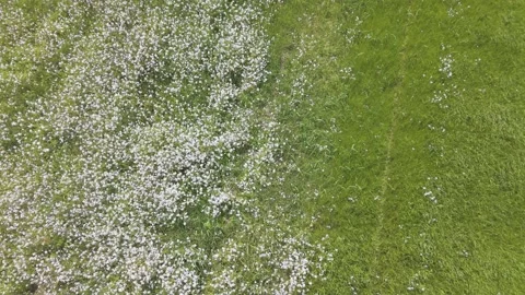 Beautiful Spring Canola Blossoms Captured by Drone Stock Footage 336746791