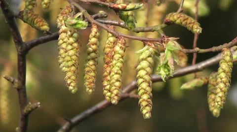 Beautiful Spring Catkin Tree Flowers Blooming in Spring Sunset Light Stock-Footage 50324100