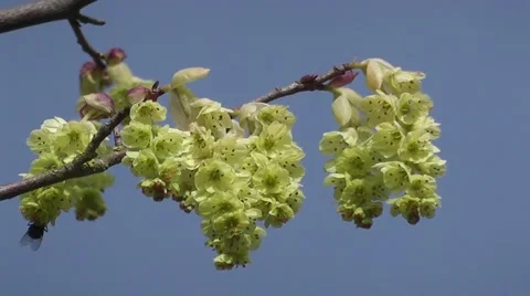 Beautiful Spring Catkin Tree Flowers Blooming in Spring Backdrop Blue skies Stock-Footage 50327747