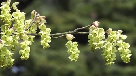 Beautiful Spring Catkin Tree Flowers Blooming in Spring Nature Garden Stock-Footage 50330158