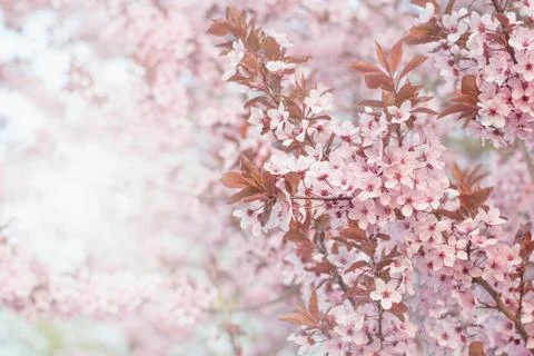 Beautiful spring cherry bloosom in the springtime. Pink pastel background. Stock Photos