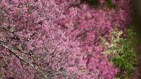 Beautiful Spring Cherry Blossom in full bloom pink sakura tree flower natur.. Stock Footage 272454670