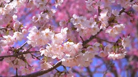 Beautiful Spring Cherry Blossom in full bloom pink sakura tree flower natur.. Stock Footage 272454721