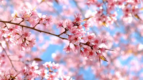 Beautiful Spring Cherry Blossom in full bloom pink sakura tree flower natur.. Stock Footage 272454764