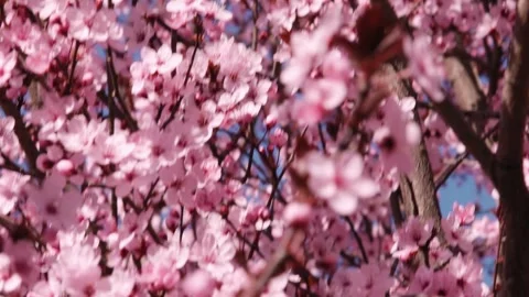 Beautiful Spring Cherry Blossom in full bloom pink sakura tree flower natur.. Stock Footage 272454781