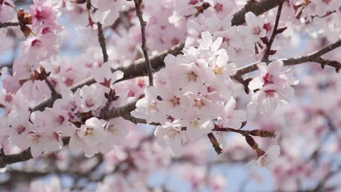 Beautiful spring cherry blossom tree Stock Footage 148365116
