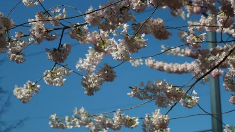 Beautiful Spring Cherry Blossoms Against Clear Blue Sky Stock Footage 270185801