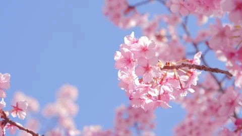 Beautiful Spring Cherry Blossoms Blooming Under Clear Blue Sky 動画素材 330936154