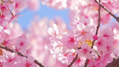 Beautiful Spring Cherry Blossoms Blooming Under Clear Blue Sky 스톡 동영상 330936156