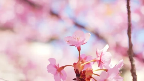 Beautiful Spring Cherry Blossoms Blooming Under Clear Blue Sky Stock Footage 330997421