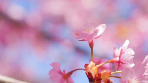 Beautiful Spring Cherry Blossoms Blooming Under Clear Blue Sky Stock Footage 330997457