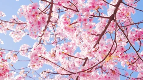 Beautiful Spring Cherry Blossoms Blooming Under Clear Blue Sky Stock Footage 330997737