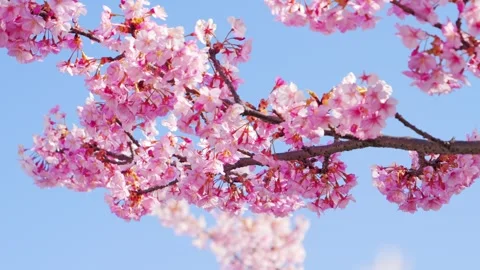 Beautiful Spring Cherry Blossoms Blooming Under Clear Blue Sky Stock Footage 331073550