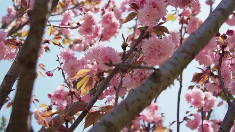 Beautiful Spring Cherry Blossoms Blooming on Tree Branches in Gentle Sunlight Vídeos de archivo 347060361