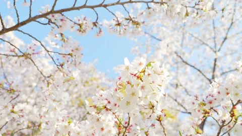 Beautiful Spring Cherry Blossoms in Full Bloom Against Blue Sky Stock Footage 332545952