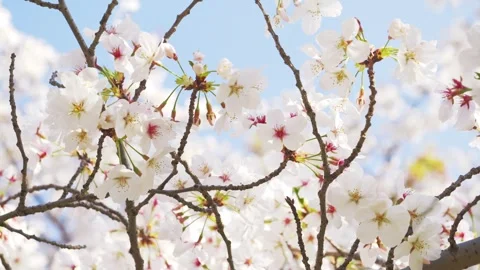 Beautiful Spring Cherry Blossoms in Full Bloom Against Blue Sky 스톡 동영상 332545976