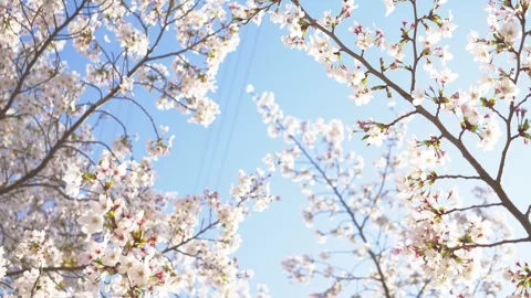 Beautiful Spring Cherry Blossoms in Full Bloom Against Blue Sky 스톡 동영상 332546034