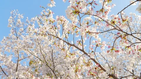 Beautiful Spring Cherry Blossoms in Full Bloom Against Blue Sky Stock Footage 332546113