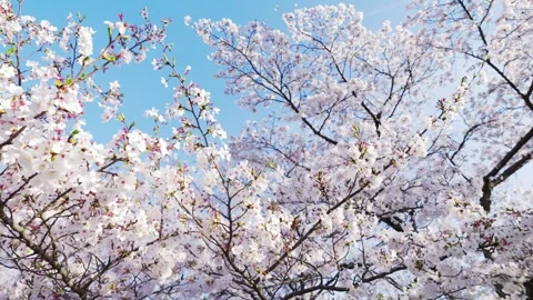Beautiful Spring Cherry Blossoms in Full Bloom Against Blue Sky Stock Footage 332590061