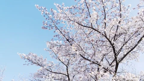 Beautiful Spring Cherry Blossoms in Full Bloom Against Blue Sky Stock Footage 332590115