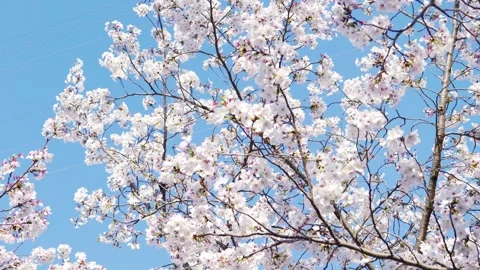 Beautiful Spring Cherry Blossoms in Full Bloom Against Blue Sky Stock Footage 332590190