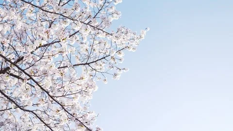 Beautiful Spring Cherry Blossoms in Full Bloom Against Blue Sky Video stock 332653971