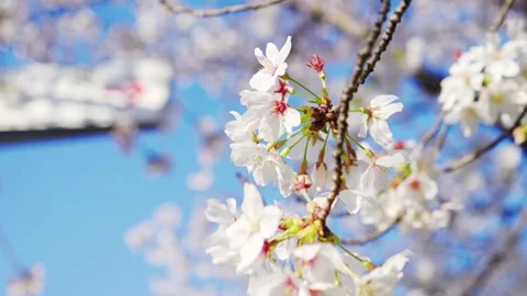 Beautiful Spring Cherry Blossoms in Full Bloom Against Blue Sky 스톡 동영상 332654012