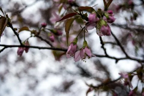 Beautiful Spring Cherry blossoms over blue sky. pink flowers. Stock Photos