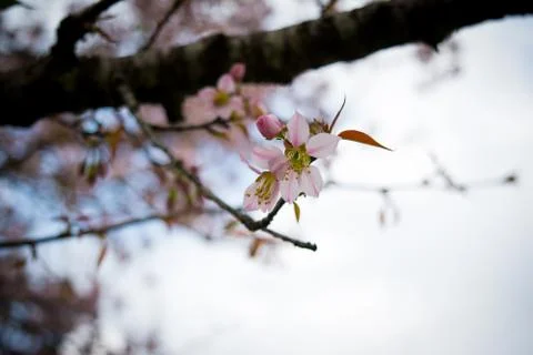 Beautiful Spring Cherry blossoms over blue sky. pink flowers. Stock-Fotos
