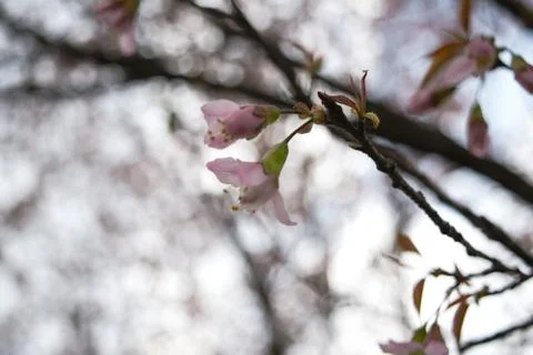 Beautiful Spring Cherry blossoms over blue sky. pink flowers. Stock Photos