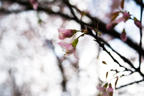 Beautiful Spring Cherry blossoms over blue sky. pink flowers. Фото