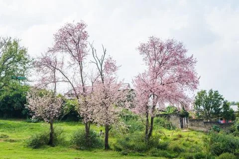 Beautiful Spring Cherry blossoms over blue sky. pink flowers. Stock Photos