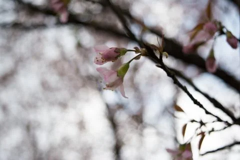 Beautiful Spring Cherry blossoms over blue sky. pink flowers. 스톡 사진