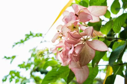 Beautiful Spring Cherry blossoms over blue sky. pink flowers. Stock Photos